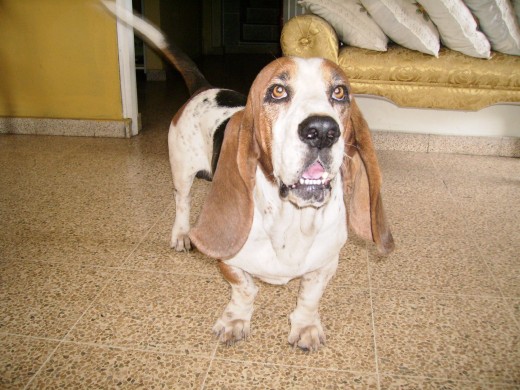 Aqui vemos a Ponky posando, porque estaba de buen humor. Aqui vemos a Ponky posando, porque estaba de buen humor.